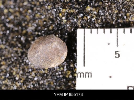 Protocardia subquadrata