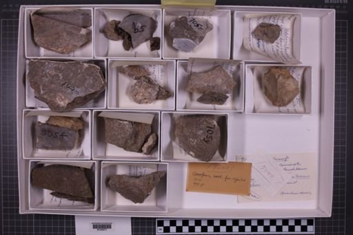 mixed taxa, stratigraphic collection