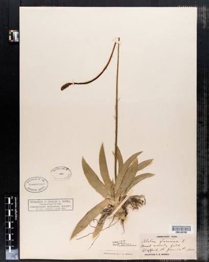 Aletris farinosa