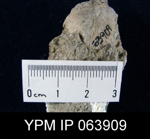 Strophonella roemeri