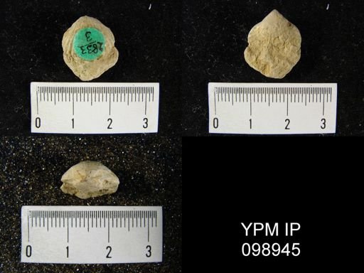 Uncinulus nucleolatus