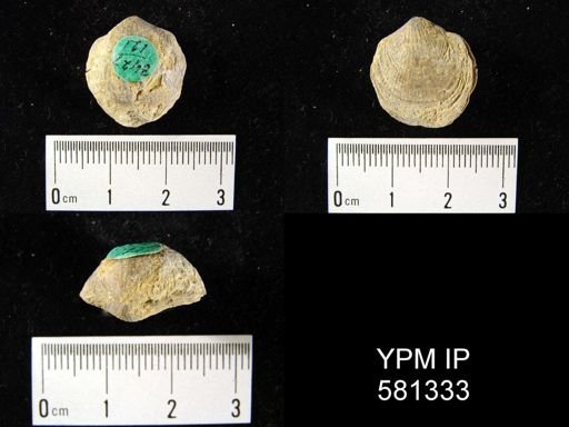 Atrypa sp.