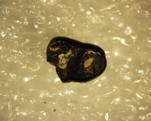 Pelycodus sp.