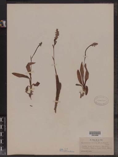 Spiranthes lucida