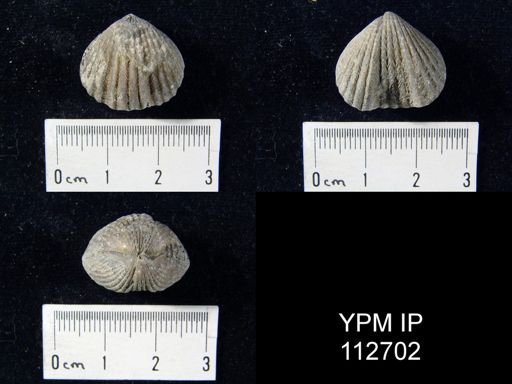 Rhynchotrema capax