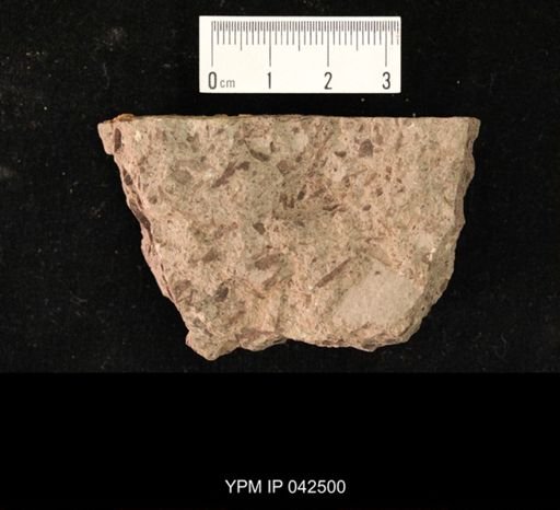 undet. Hexapoda