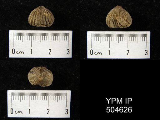 undet. Rhynchonellida