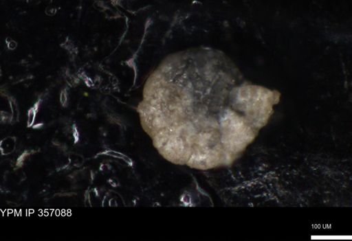 undet. Foraminiferida