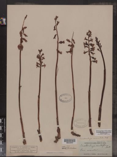 Corallorhiza maculata
