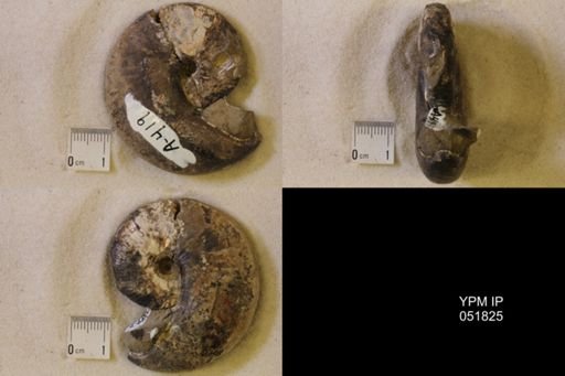 Hoploscaphites nicolletii