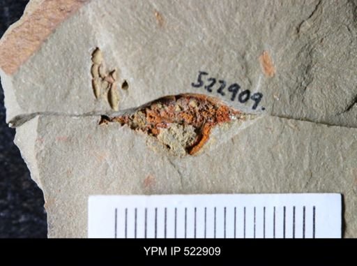 undet. Cornuta