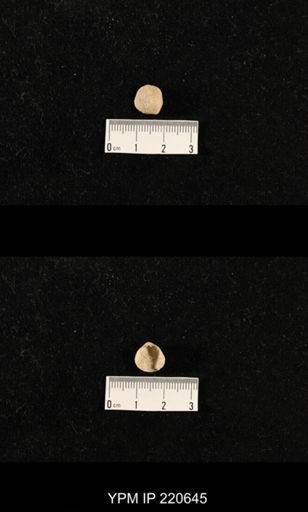 Dielasma sp.