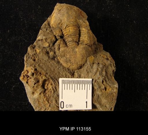 Illaenus panderi