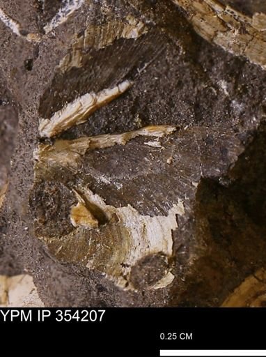 undet. Bivalvia