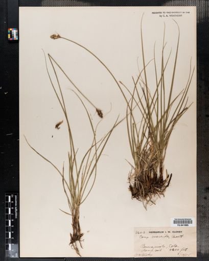 Carex