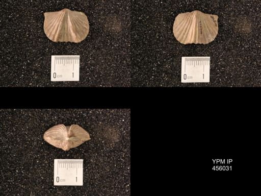 Platystrophia sublaticosta