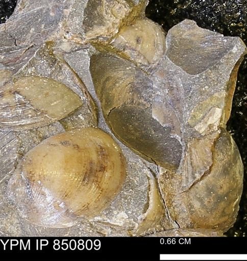 Limopsis striatopunctatus