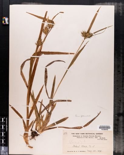 Carex folliculata