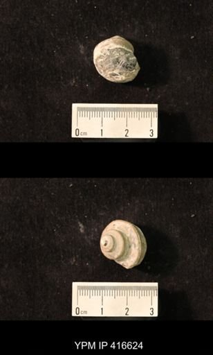 Worthenia tabulata
