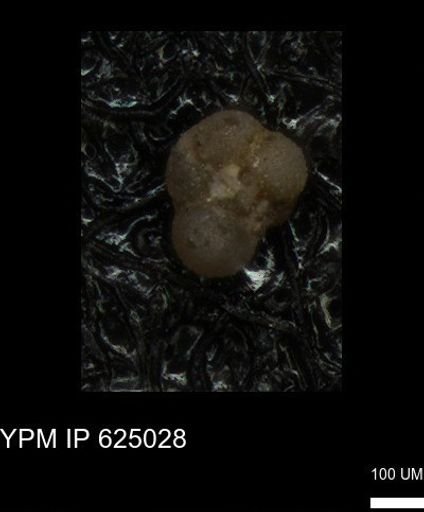 undet. Foraminiferida