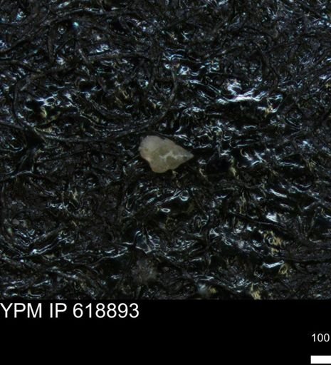 undet. Heterohelicidae