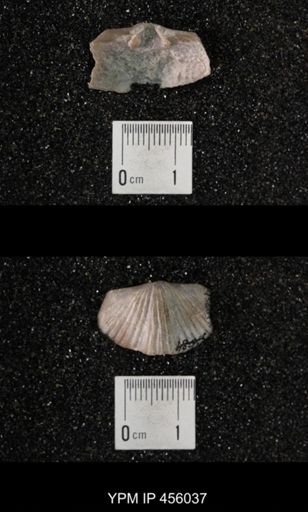 Platystrophia reversata