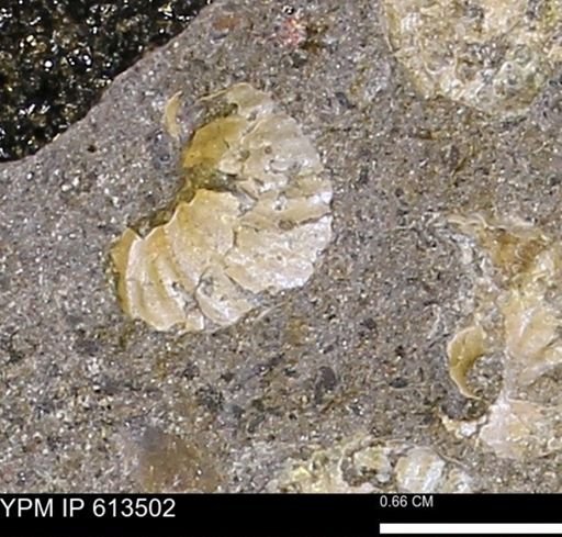Scaphites sp.