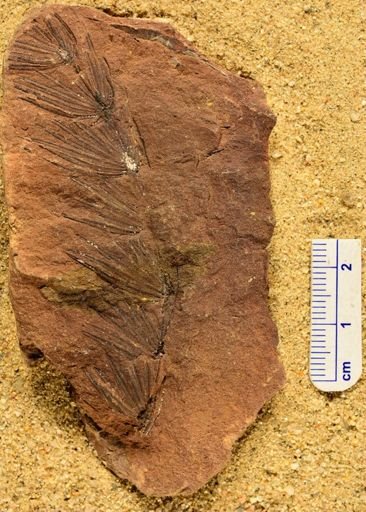 Asterophyllites equisetiformis