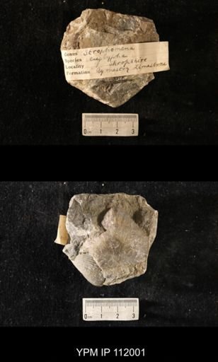 Strophomena euglypha