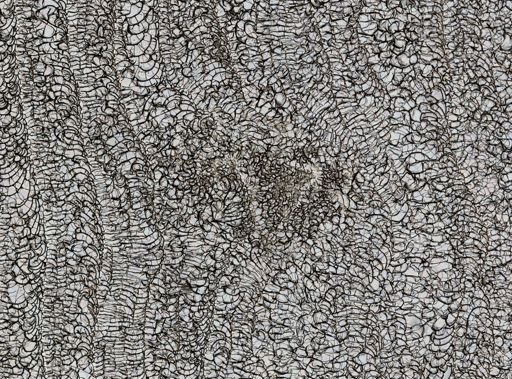 Clathria prolifera