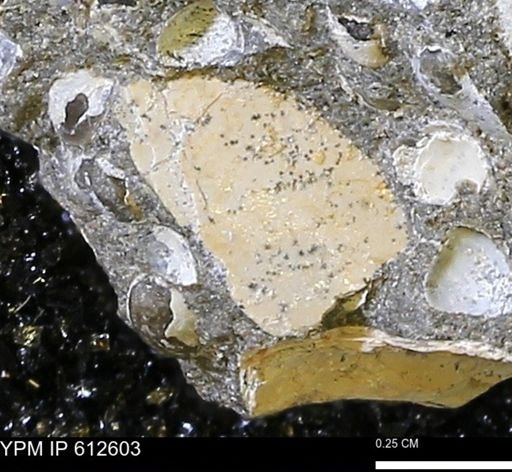 undet. Mollusca