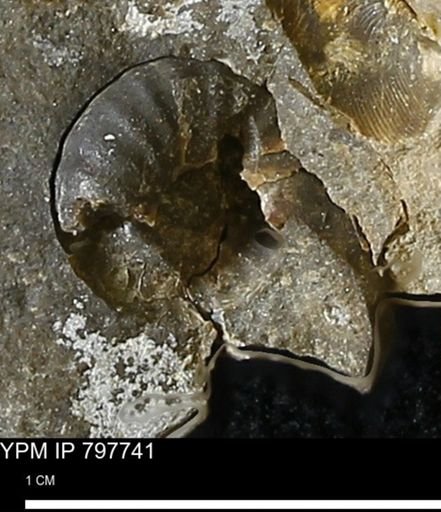 undet. Ammonoidea