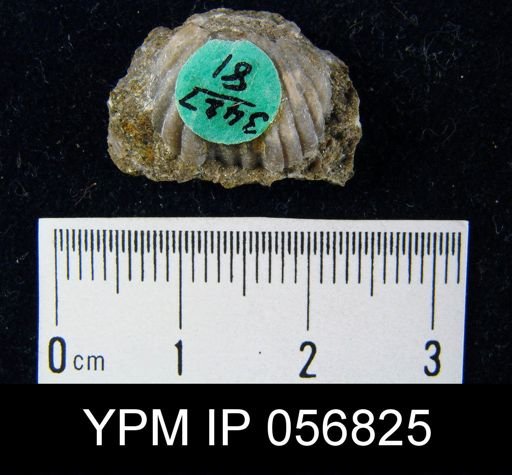 Uncinulus sp.