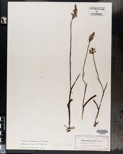 Habenaria