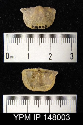 Chonetes flemingi