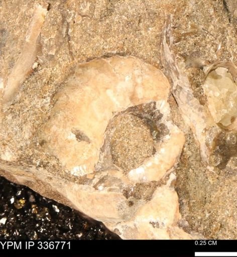 undet. Ammonoidea