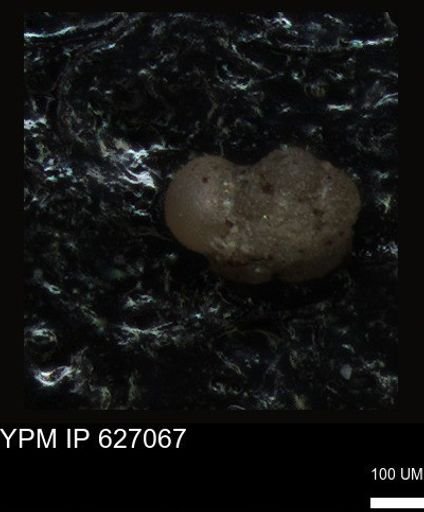 undet. Foraminiferida