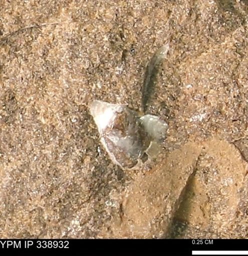 undet. Bivalvia
