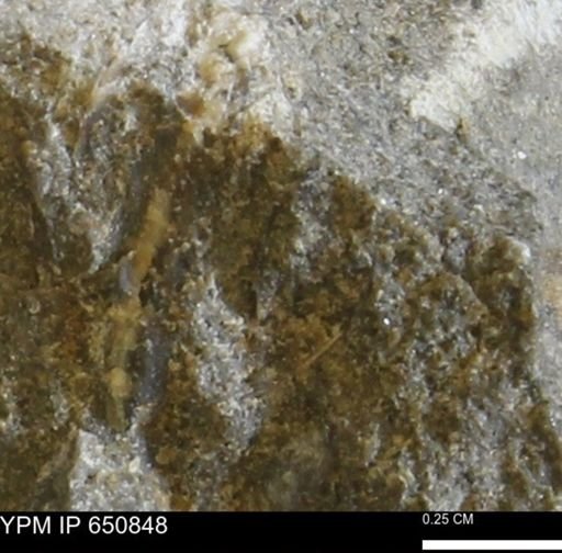 undet. Bivalvia