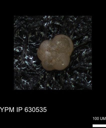 undet. Foraminiferida