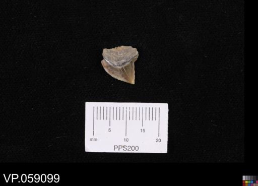 Squalicorax sp.