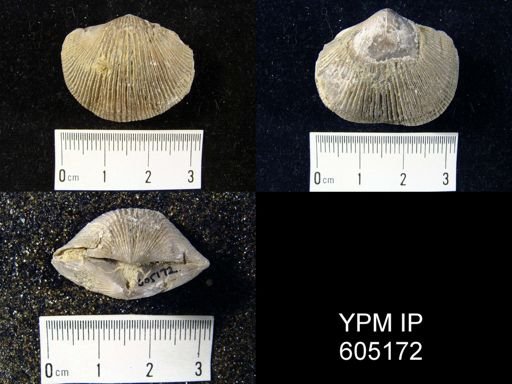 Hebertella sinuata