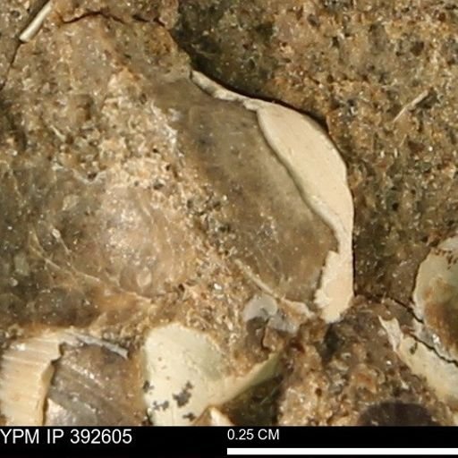 Protocardia subquadrata