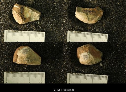 undet. Bivalvia
