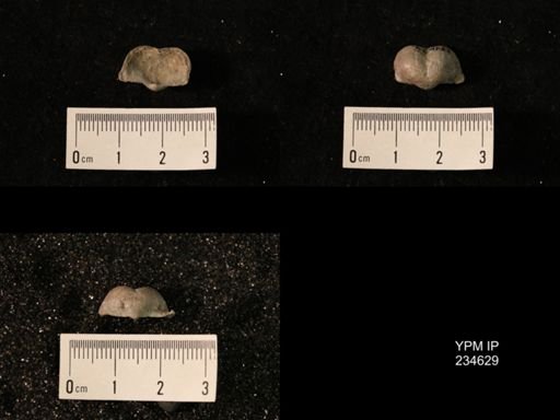 Marginifera muricatina