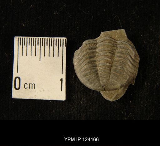 Phacops rana