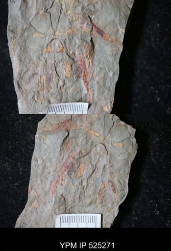 Sphenothallus sp.