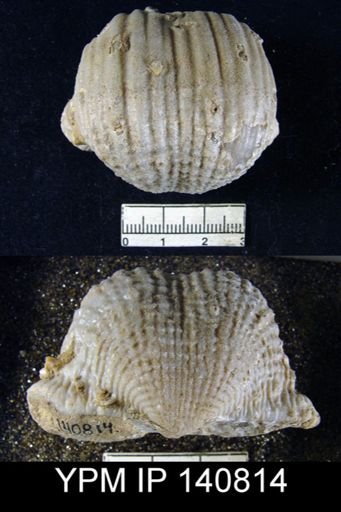 Productus (Dictyoclostus) indicus