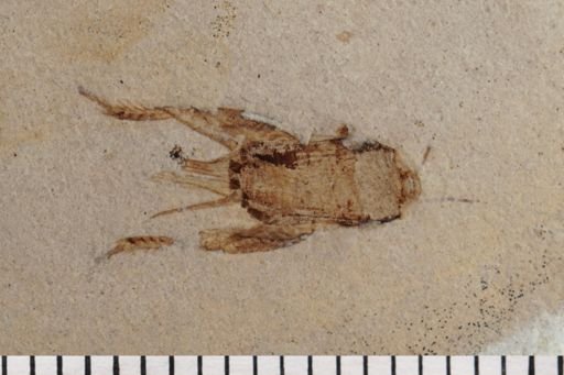 Gryllidae
