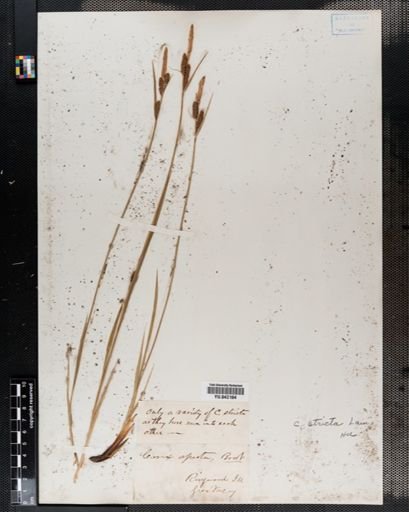 Carex stricta